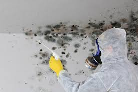 Best Basement Mold Removal  in Clifton Forge, VA